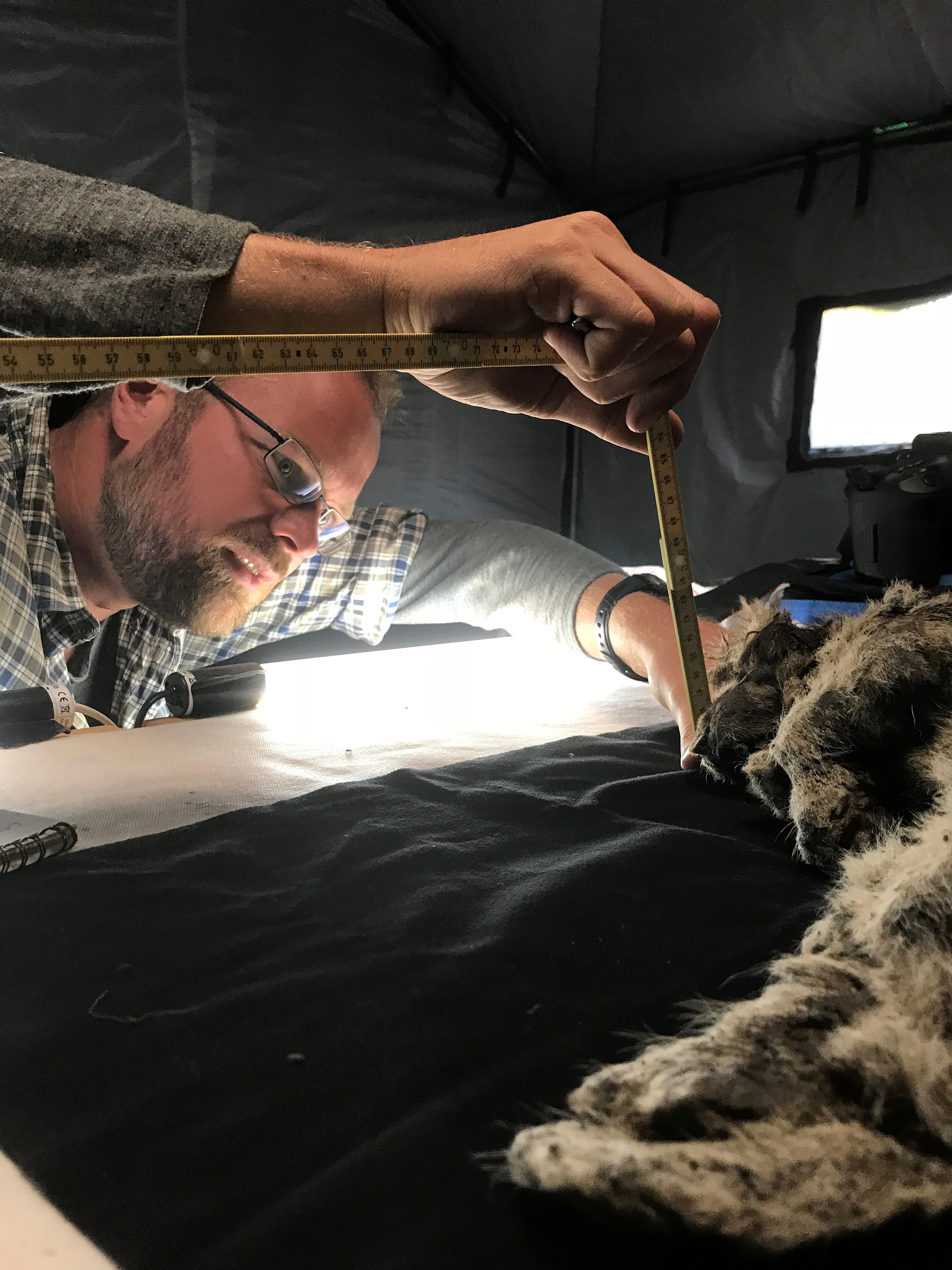 Study co-author Love Dalén measuring cave lion cub.